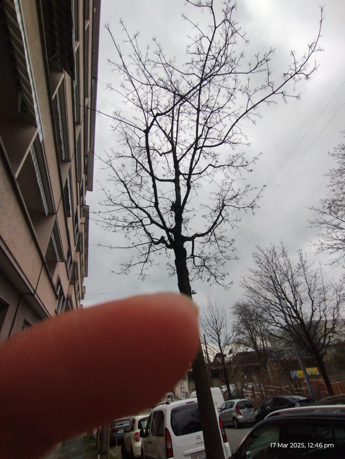 Tree
